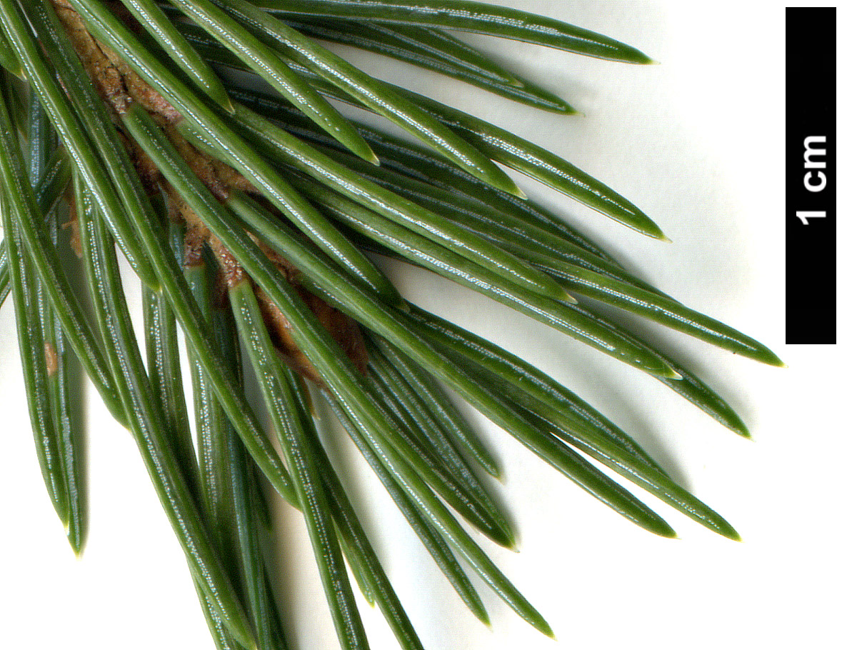 High resolution image: Family: Pinaceae - Genus: Picea - Taxon: engelmannii - SpeciesSub: subsp. mexicana